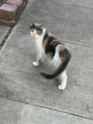 Reunited Female Cat last seen Field Flower Trail, Centreville, VA 20121, USA, Centreville, VA 20121