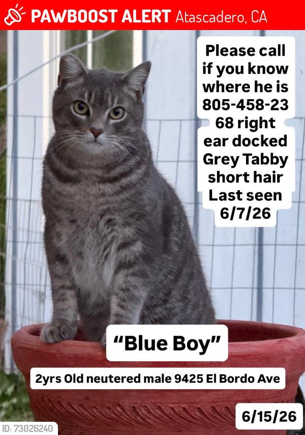 Lost Male Cat last seen Los Lomas, El Camino Real & El Bordo Ave, Atascadero, CA 93422
