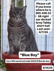 Lost Male Cat last seen Los Lomas, El Camino Real & El Bordo Ave, Atascadero, CA 93422