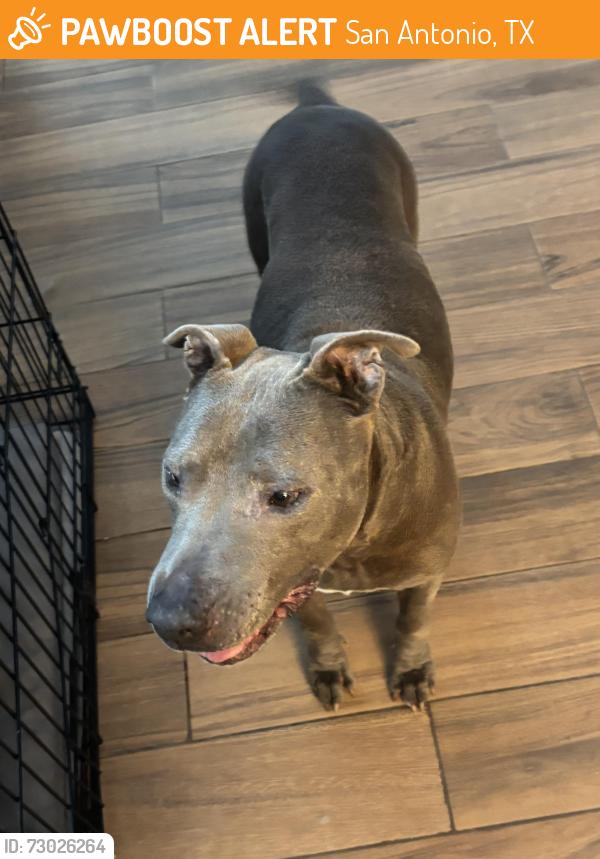 Found/Stray Female Dog last seen Ida Creek, San Antonio, TX 78222