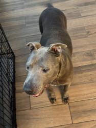 Found/Stray Female Dog last seen Ida Creek, San Antonio, TX 78222