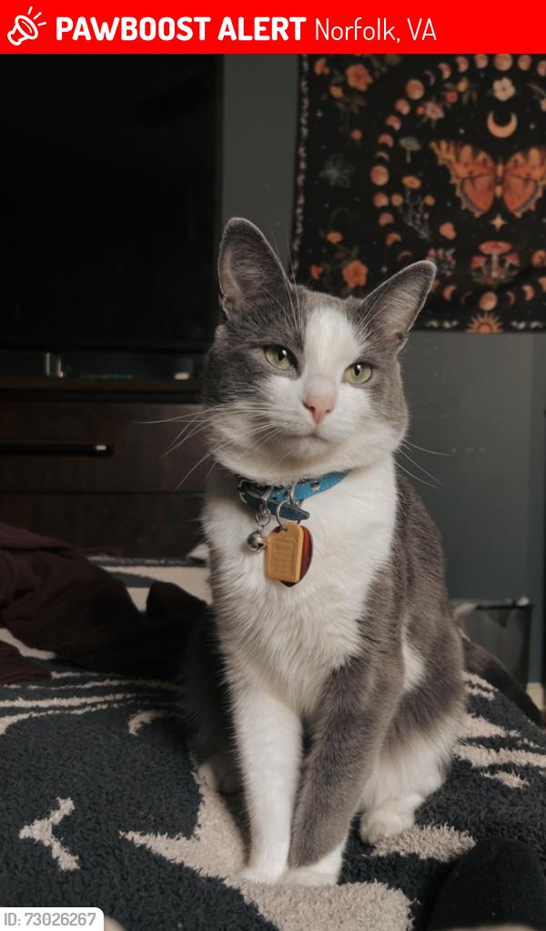 Lost Male Cat last seen Little Bay, 12th view, Le clair, Norfolk, VA 23503