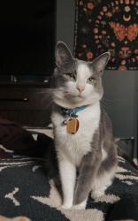 Lost Male Cat last seen Little Bay, 12th view, Le clair, Norfolk, VA 23503