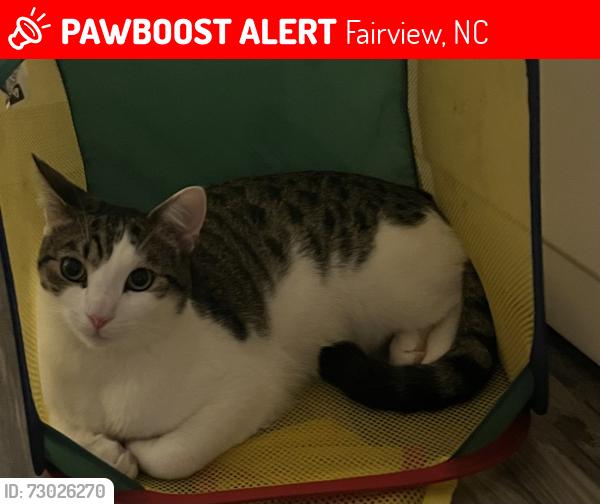 Lost Male Cat last seen Fairview Downs neighborhood , Fairview, NC 28730