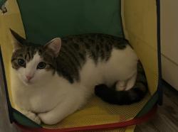 Lost Male Cat last seen Fairview Downs neighborhood , Fairview, NC 28730