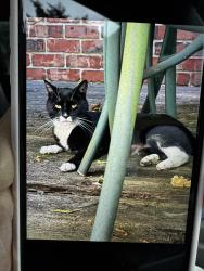 Reunited Unknown Cat last seen Kipling and and Mattice Ave, Toronto, ON 