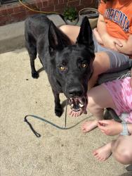 Reunited Male Dog last seen DeJarnette , Murfreesboro, TN 37130