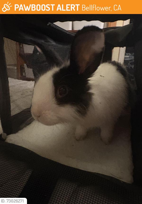 Found/Stray Unknown Rabbit last seen Actina Ave, Bellflower, CA 90706