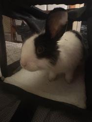 Found/Stray Unknown Rabbit last seen Actina Ave, Bellflower, CA 90706