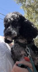 Reunited Male Dog last seen Lindsay rd and Ray rd in Gilbert , Gilbert, AZ 85295