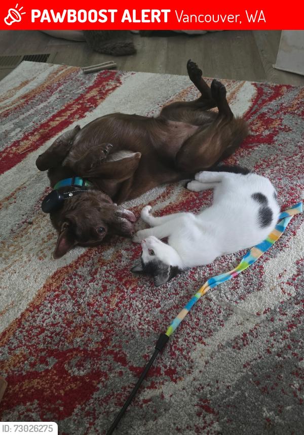 Lost Male Dog last seen Across from Lutheran Church on Highway 99 believe cross st is 110th, Vancouver, WA 98686