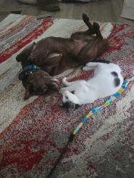 Lost Male Dog last seen Across from Lutheran Church on Highway 99 believe cross st is 110th, Vancouver, WA 98686