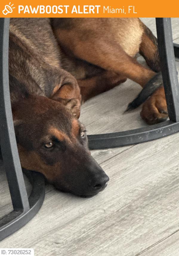 Found/Stray Female Dog last seen Near, Miami, FL 33173