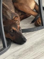 Found/Stray Female Dog last seen Near, Miami, FL 33173