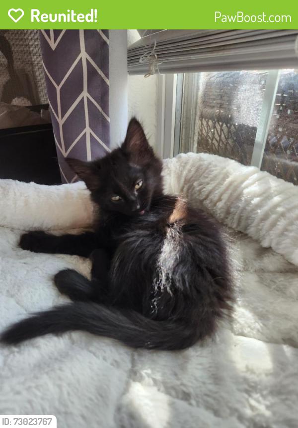 Reunited Female Cat last seen Pamela Dr, Fort Worth, TX 76116, USA, Fort Worth, TX 76116