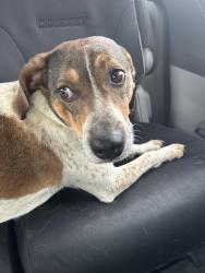 Found/Stray Male Dog last seen 73rd St and College Place, Tulsa, OK 74136