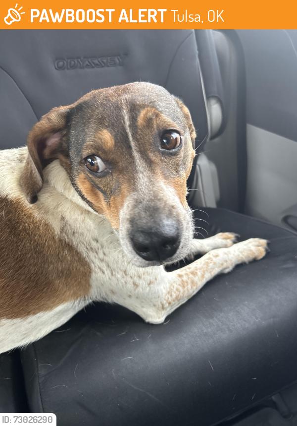Found/Stray Male Dog last seen 73rd St and College Place, Tulsa, OK 74136