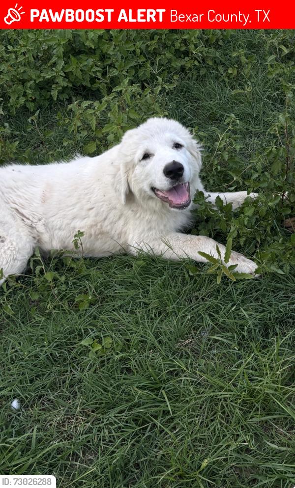 Lost Male Dog last seen Briggs rd, Kinney rd, Bexar County, TX 78002