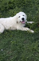Lost Male Dog last seen Briggs rd, Kinney rd, Bexar County, TX 78002