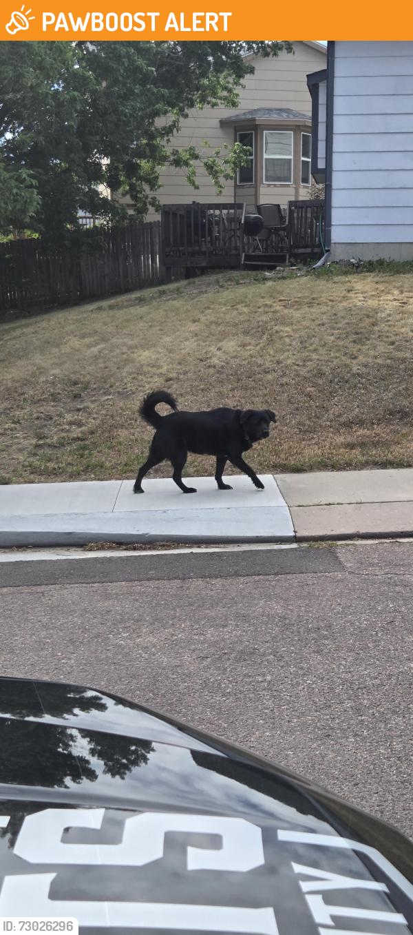 Found/Stray Female Dog last seen Montarbor and Vickers, Colorado Springs, CO 80918