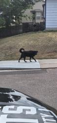 Found/Stray Female Dog last seen Montarbor and Vickers, Colorado Springs, CO 80918