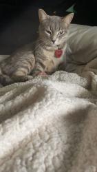 Lost Female Cat last seen St. Jaques - Windsor - DesErables, Montréal, QC H8R 1N1