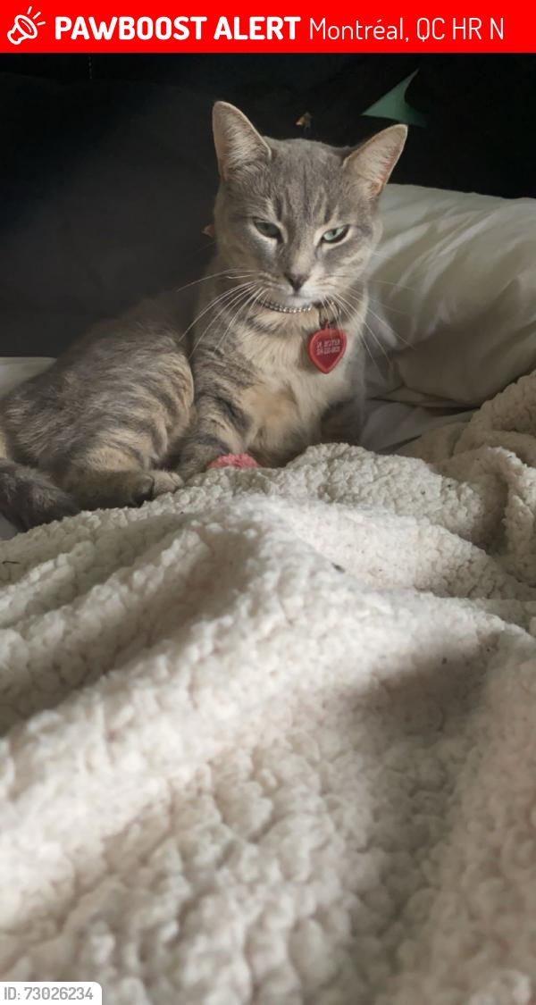 Lost Female Cat last seen St. Jaques - Windsor - DesErables, Montréal, QC H8R 1N1