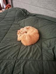 Reunited Male Cat last seen Longstone Drive/Ellersly Drive @ Home, Lewis Center, OH 43035