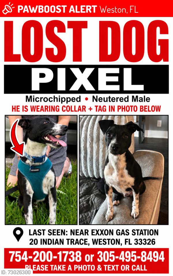 Lost Male Dog last seen Exxon Plaza, Weston, FL 33326