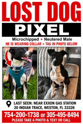 Lost Male Dog last seen Exxon Plaza, Weston, FL 33326