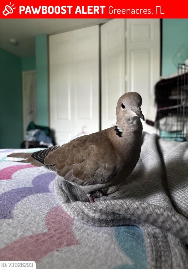 Lost Female Bird last seen Legacy Reserve, Smith Farm. 7480 hse, backyard, Greenacres, FL 33467