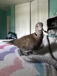 Lost Female Bird last seen Legacy Reserve, Smith Farm. 7480 hse, backyard, Greenacres, FL 33467