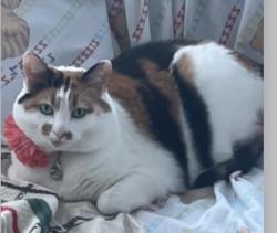 Reunited Female Cat last seen Halsey road and Nimitz , Annapolis 21401, Annapolis, MD 21401
