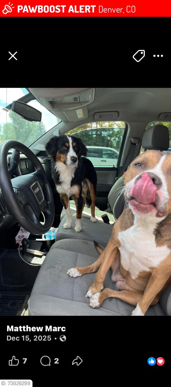 Lost Female Dog last seen Affidiant bank, Denver, CO 80239