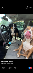 Lost Female Dog last seen Affidiant bank, Denver, CO 80239