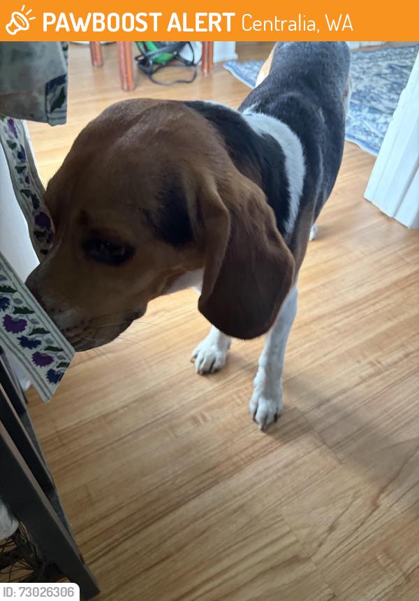 Found/Stray Male Dog last seen 1st and E Centralia, WA, Centralia, WA 98531