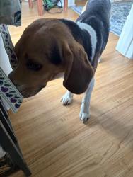 Found/Stray Male Dog last seen 1st and E Centralia, WA, Centralia, WA 98531