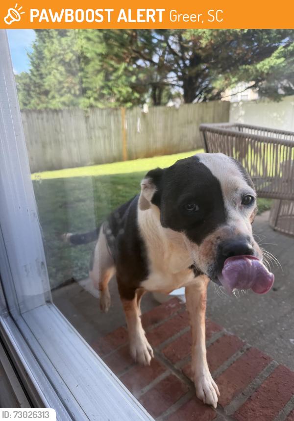 Found/Stray Female Dog last seen Granite Woods Neighborhood, Greer, SC 29651