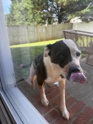 Found/Stray Female Dog last seen Granite Woods Neighborhood, Greer, SC 29651