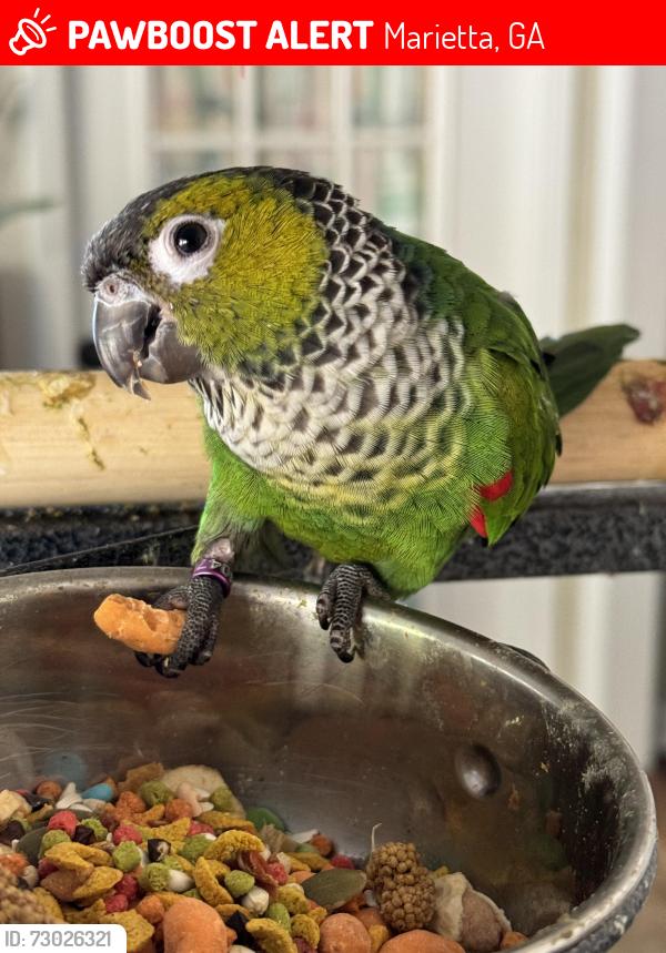 Lost Female Bird last seen Lorings Square Subdivision , Marietta, GA 30064