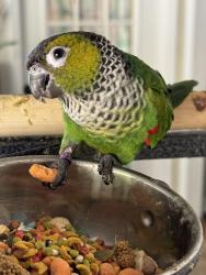 Lost Female Bird last seen Lorings Square Subdivision , Marietta, GA 30064
