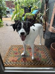 Reunited Male Dog last seen Independence & Legacy, Plano, TX 75025