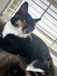 Lost Female Cat last seen Horizon and paradise , Henderson, NV 89002