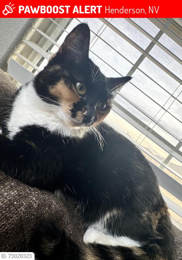 Lost Female Cat last seen Horizon and paradise , Henderson, NV 89002