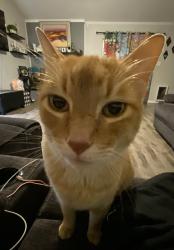 Lost Male Cat last seen Amherst Dr. , Denton, TX 76207