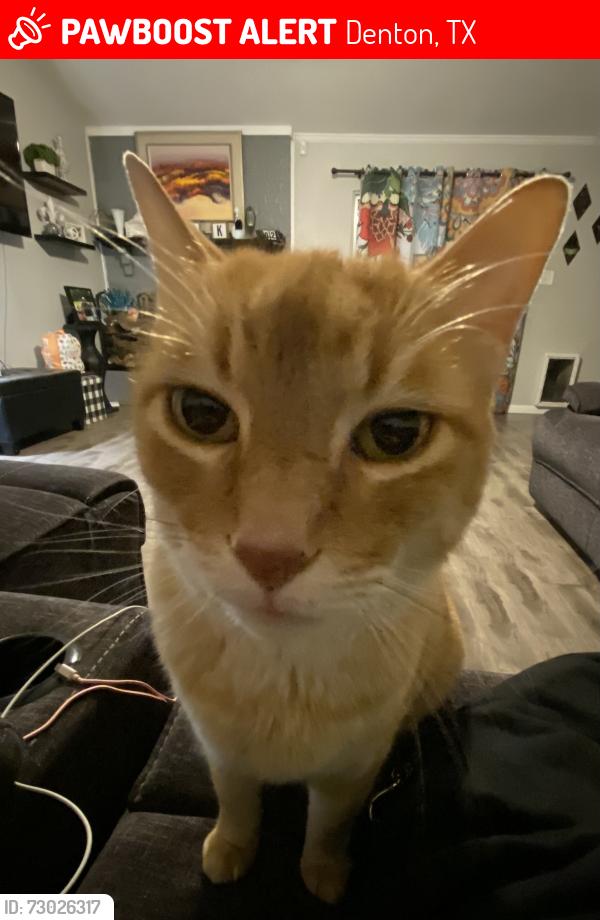 Lost Male Cat last seen Amherst Dr. , Denton, TX 76207
