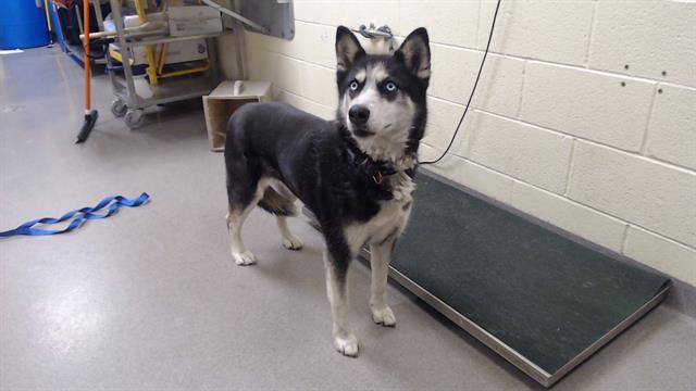 Shelter Stray Female Dog last seen Near BLOCK 31ST ST, DENVER CO 80216, 1241 W Bayaud Ave, Denver, CO 80223, USA