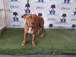 Shelter Stray Female Dog last seen , 2769 Conroy Rd, Orlando, FL 32839, USA