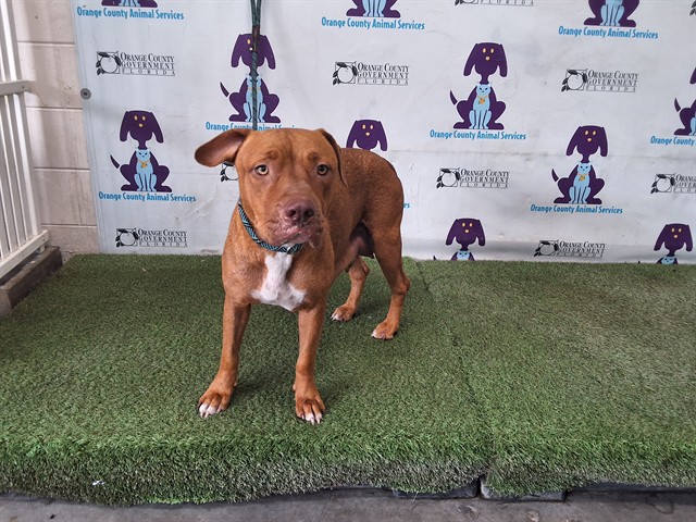 Shelter Stray Female Dog last seen , 2769 Conroy Rd, Orlando, FL 32839, USA