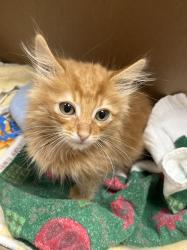 Shelter Stray Male Cat last seen , 655 N Mojave Rd, Las Vegas, NV 89101, USA